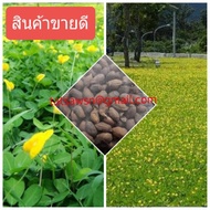 เมล็ดพันธุ์ถั่วบราซิล บรรจุ 150 เมล็ด ตกแต่งสนามหญ้า พืชคลุมดินพืชบำรุงดิน ให้ดอกสีเหลืองสวยงาม