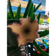 Huernia Succulent plant