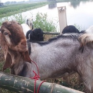 kambing murah 2024 hewan qurban murah kambing qurban murah kambing murah surabaya kambing murah sido