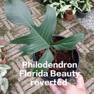 Exotic Plant - Philodendron Florida Beauty Reverted