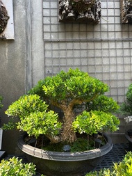 小品盆栽・雀舌黃楊