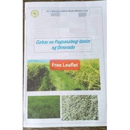 ♚ ✲ ☜ Palay/Binhi/Rice Seeds IRRI David DINORADO (20 kg)