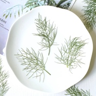 12pcs Natural Pressed Fennel Leaves Embossed Flower DIY Resin Phone Case Decoration Material