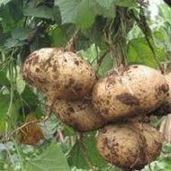 1 ounce of 550 seeds of jicama seeds