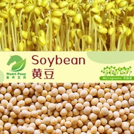 1 KG Soybean Sprouts Microgreens Seeds Non-GMO 黃豆芽苗菜种子 Biji Benih Kacang Soya Taugeh Nutri Pony boro