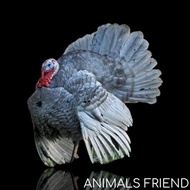 AYAM HIAS KALKUN BLUE SLATE / ROYAL PALM / BRONZE