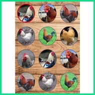 ✆ ☼ ☩ Manok  or Chicken Theme Cake Topper Customized