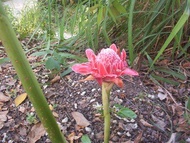 MDC- Pokok Kantan Anak Pokok Tanaman Benih Garden Seed Seeds