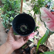 NKT SKULEN 12 black mini Pot