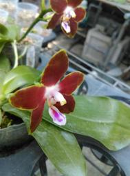 P.venosa x P.sumatrana , 顛覆思考的超強香組合 !