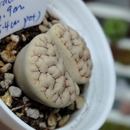 C189 荒 Graci 🌈 Lithops Gracilidelineata 荒玉 屁屁 生石花