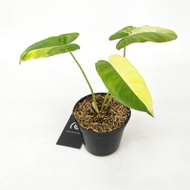 Philodendron 'Burle Marx Variegata' - Tanaman hias / Philo