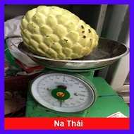 Cây Na thái - Na Xiêm - cho trái siêu to khổng lồ