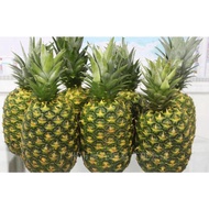 Free Delivery Location Klang Valley Only-Philippine Pineapple MD2 Sweet 1Biji - Grade A/B/C