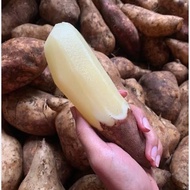 Ubi Yakon 1 Kg Manis Kriuk