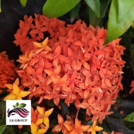 [Landscape] Ixora Plant by LS Group