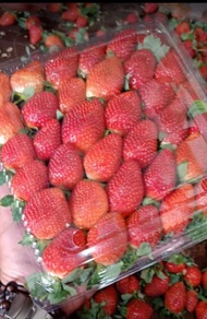 buah strawberry jumbo 1kg strawbery buah manis buah besar buah fresh