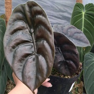 alokasia cuprea alocasia keladi tengkorak