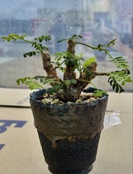 沙漠蘇木
