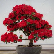 tanaman hias azalea bunga merah - azalea red bird / Bibit Bonsai Pohon azalea