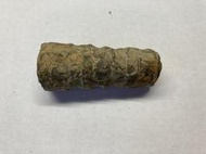 直角石化石震旦角石