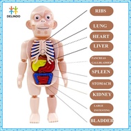 Educational Toys Human Body Anatomy Human Organ Anatomy Learning Model