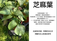 心栽花坊-芝麻葉/韓國芝麻葉/5吋/香料香草植物/售價140特價110