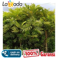 10 Bibit Pohon Pinisium Kiara Payung An+