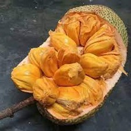 Benih Cempedak King Hybrid PENANG King槟城王 尖不辣