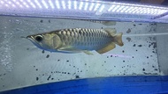 ikan arwana golden red cross back blue base 30 cm up kualitas super lengkap sertifikat dan chip