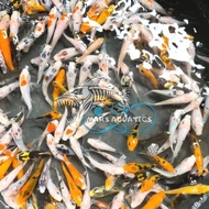 IKAN HIAS BIBIT IKAN KOI MURAH