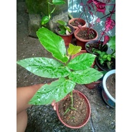 ∋✓☁Begonia Maculata plants