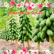 10 Biji benih Betik sekaki Papaya seeds Quality seeds