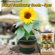 เมล็ดพันธุ์ ทานตะวันแคระ ทานตะวัน ทานตะวันกระถาง บรรจุ 5 เมล็ด Dwarf Sunflower Seed Flower Seeds for