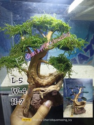 bonsai tree for aquarium with moss (random design) decorATION FOR AQUARIUM