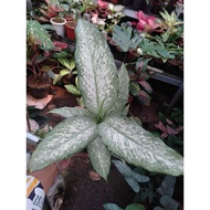 RB001 dieffenbachia selendang putri/diven bolak balik