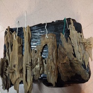 Chengal Wood Tillandsia Airplant Hanging 1pcs (Kayu Chengal)