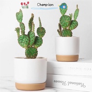 CHAMPIONO Orchid Pots Beautiful Succulent Plants Green Plant Flower Containers Indoor