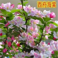 Xifu Begonia Seeds Shredded Begonia Seeds Octagonal Begonia Seeds Can Marry Apple Forest Wood Seeds 