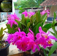 Anggrek Cattleya Mantini Anggrek Catty Catlea Pink (DEWASA)