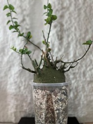 刺腺蔓 塊根 多肉植物 象牙宮龜甲龍 龍舌蘭漆樹乳香象牙宮凱撒嚴龍黑王丸孤龍丸象漆植木鉢