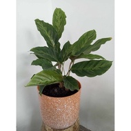 ♞,♘,♙(14) Prayer Plants/Calathea Varieties Uprooted Live Plants(Luzon only)