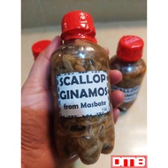 SCALLOP GINAMOS FROM MASBATE