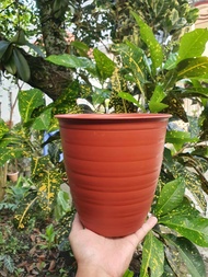 Pot tirus ukuran 20 murah / pot bunga tawon tinggi / pot bunga ukuran 20cm