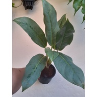 Aglaonema Silver Alumina (pic 260823)