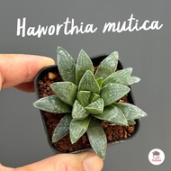 Haworthia mutica ฮาโวเทีย ไม้อวบน้ำ กุหลาบหิน cactus&amp;succulentหลากหลายสายพันธุ์