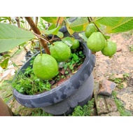 Anak pokok jambu batu lohan dan seedless