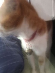 Iphone SE2 Black 128GB unopened