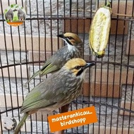 burung cucak Rowo dewasa sepasang mewah siap produksi