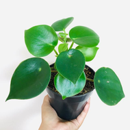 Peperomia Raindrop Murah Tanaman Peperomia Rain Drop